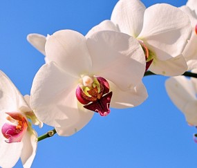 北辰正规助孕捐卵机构，附正规捐卵机构报名表！